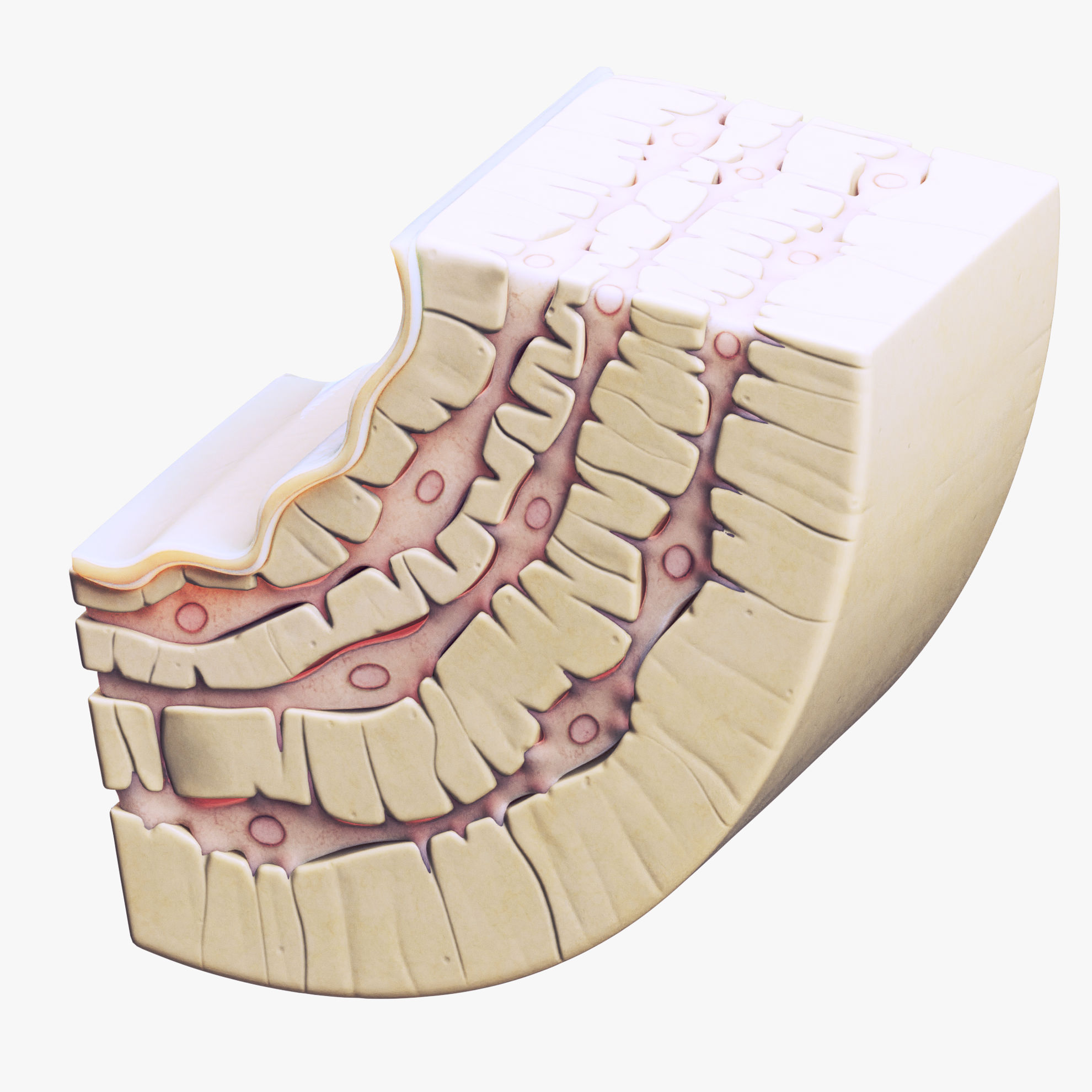 Osteocyte in compact bone Osteon 3d model scene