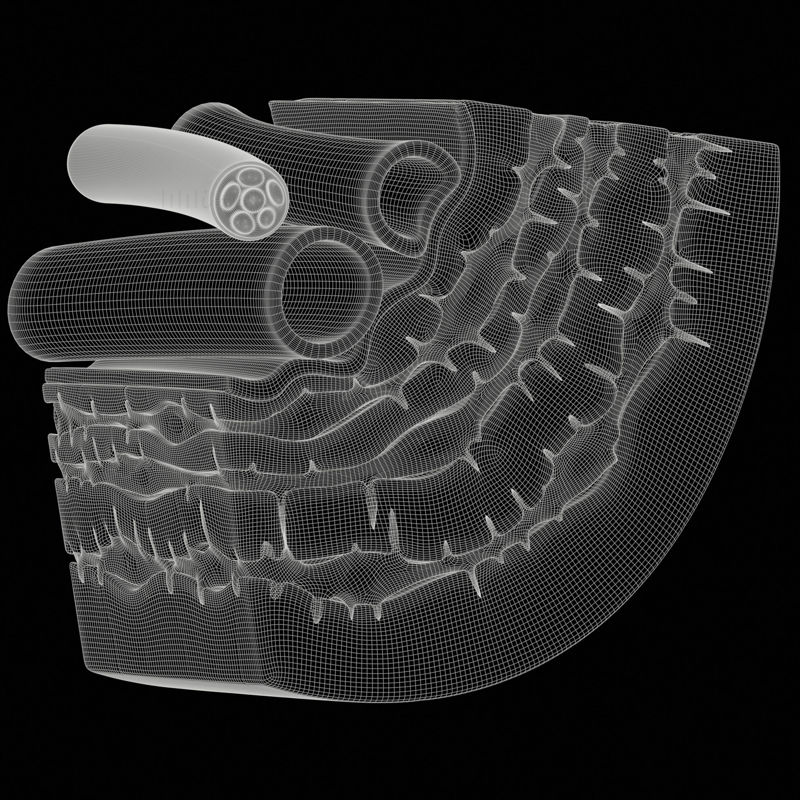 致密骨中的骨细胞骨单位3D模型场景