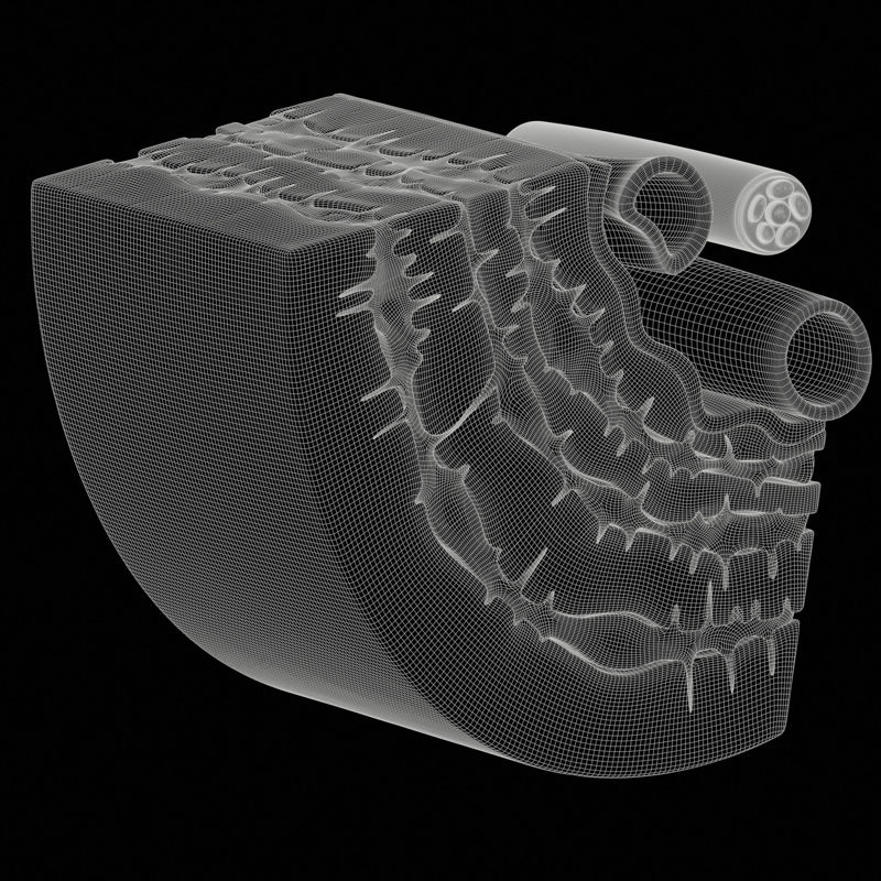 致密骨中的骨细胞骨单位3D模型场景
