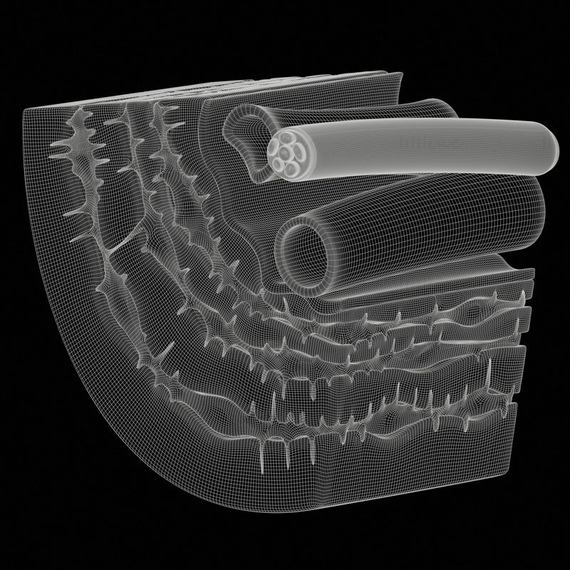 Osteocit în os compact Scenă model Osteon 3d