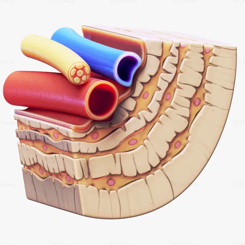 Osteocyt in compact bot osteon medische illustratie