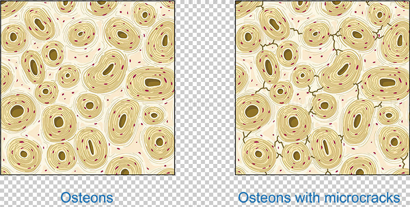 Osteons vector wetenschappelijke illustratie