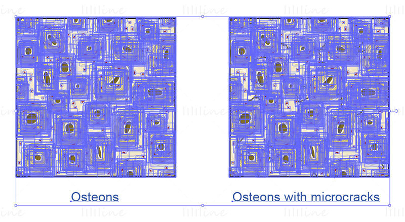 Osteons vector wetenschappelijke illustratie