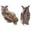 Owls png photo