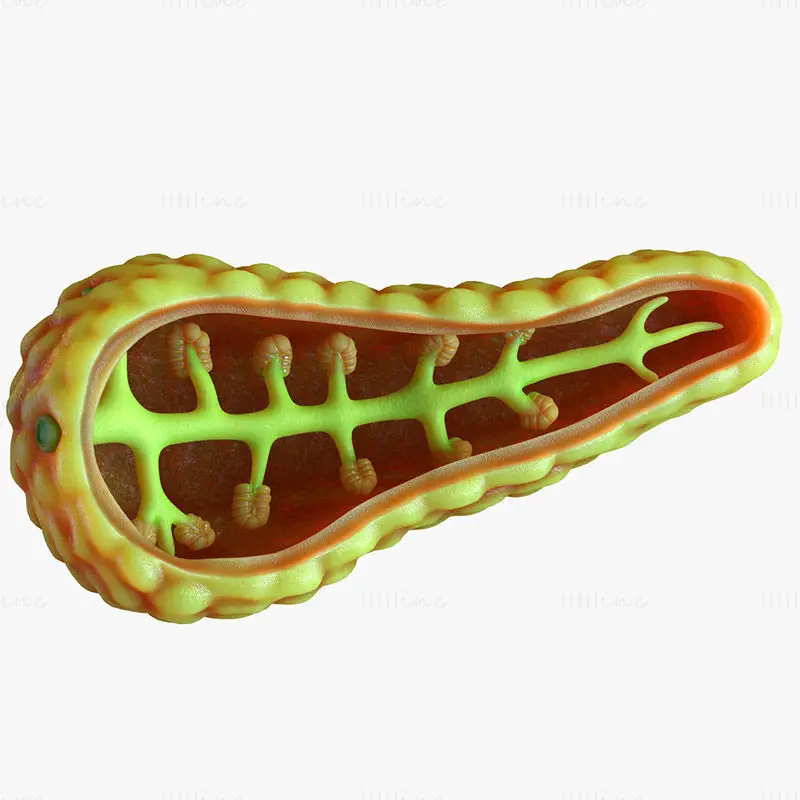 Pancreas medical illustration