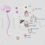 Parasympathetic nervous system vector scientific illustration