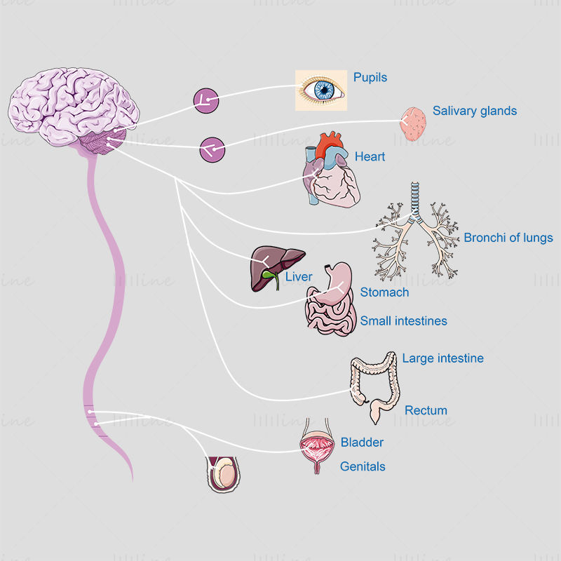 Ilustração científica vetorial do sistema nervoso parassimpático