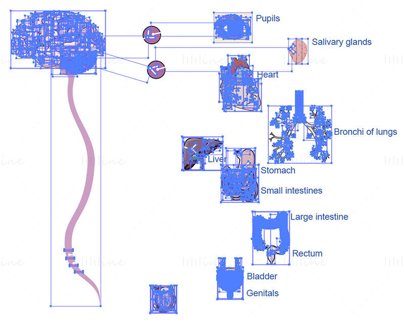 Parasympathetic nervous system vector scientific illustration