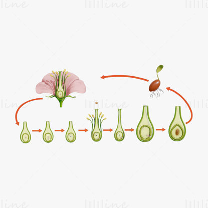 Parts Of A Flower - Ovary Stages 3D Model