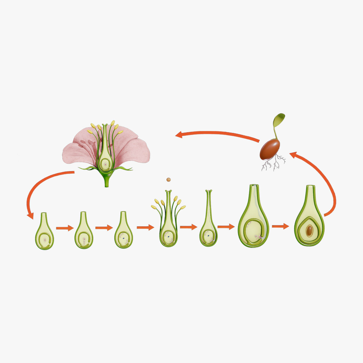 Parts Of A Flower Ovary Stages 3d model