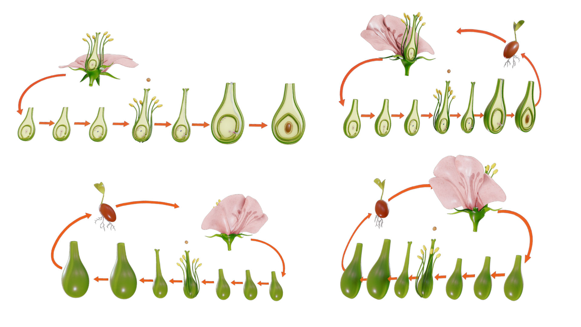 Parts Of A Flower Ovary Stages 3d Model parts-of-a-flower-ovary-stages-3d-model