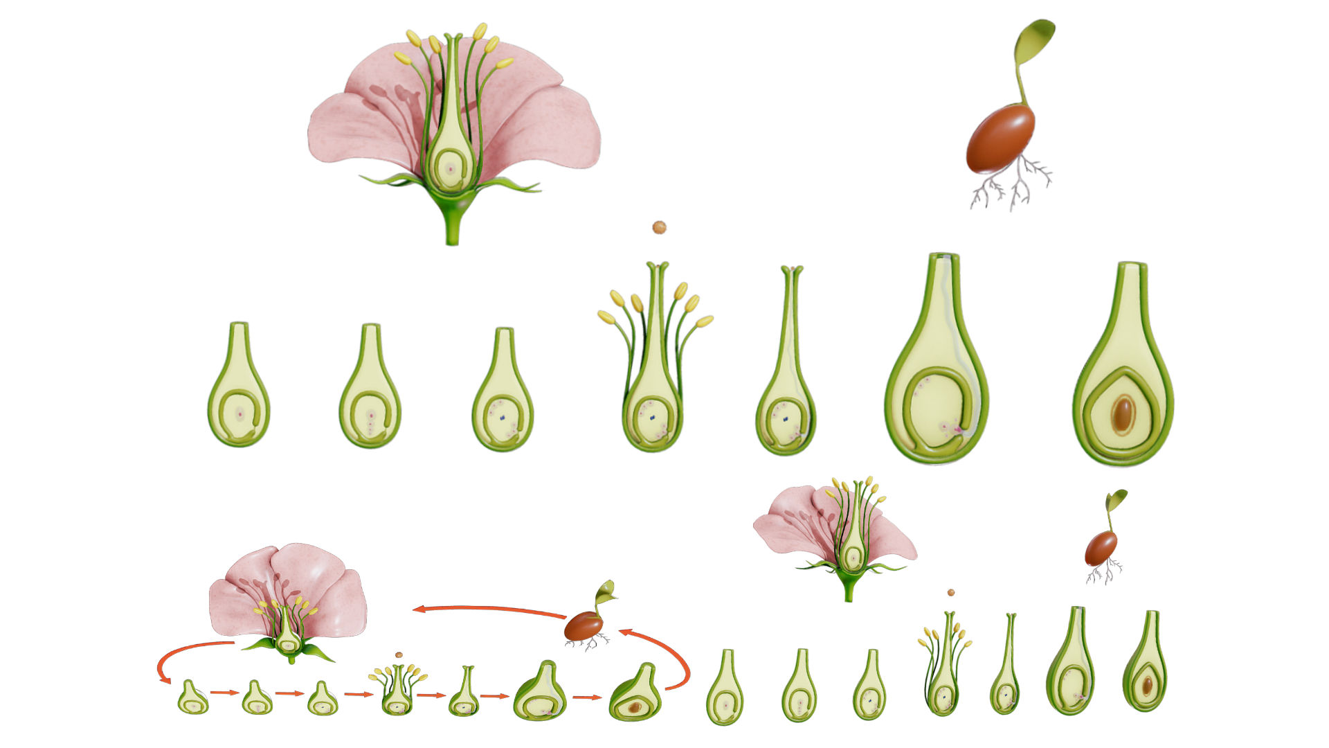 parts-of-a-flower-ovary-stages-3d-model