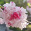 Peach blossom photo