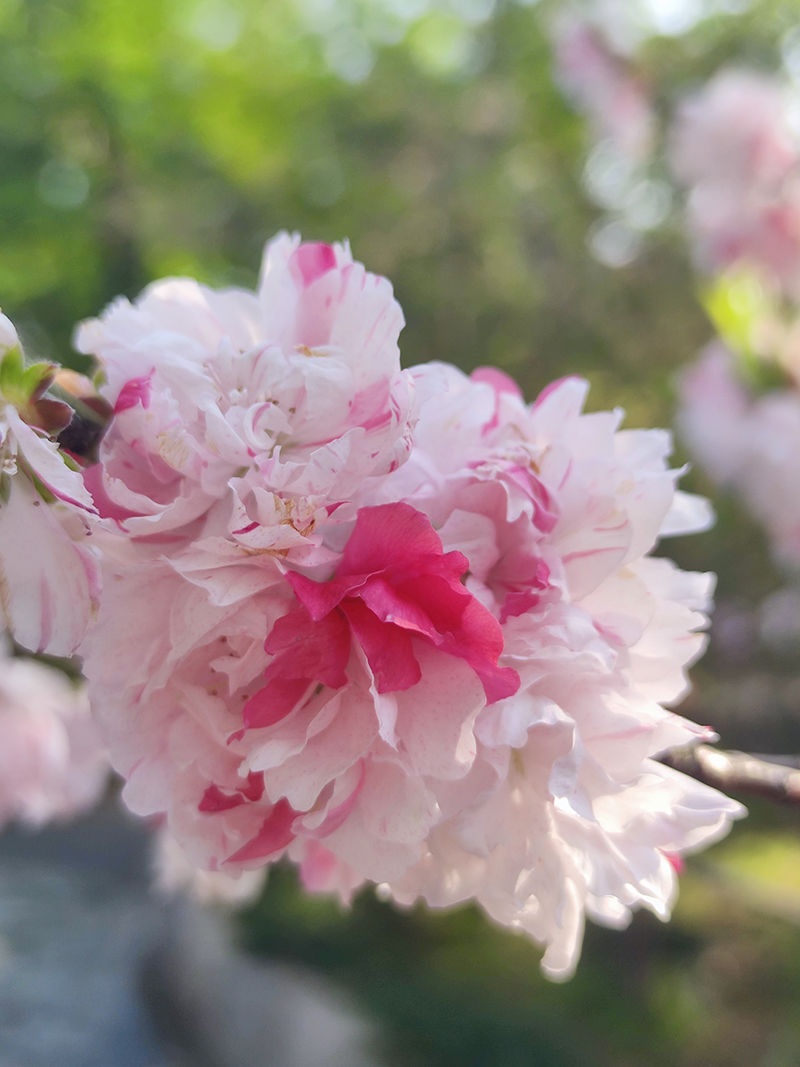 Two-color peach blossom photos