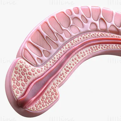 Penis medical illustration