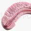 Penis medical illustration