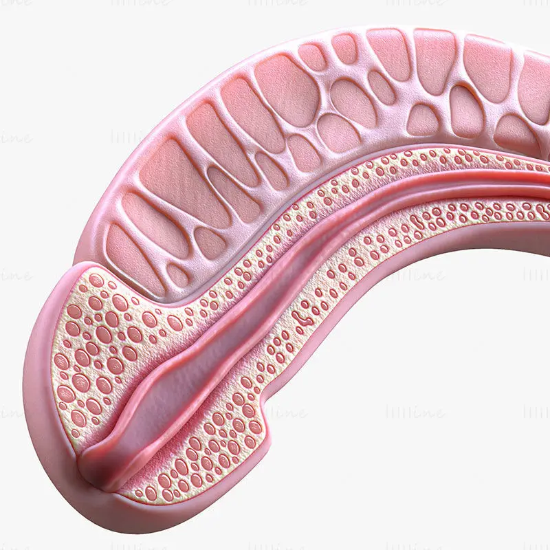 Penis medical illustration