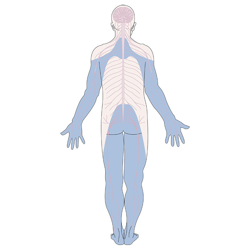 Peripheral neuropathy vector scientific illustration