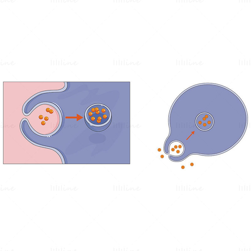 细胞吞噬作用矢量科研绘图