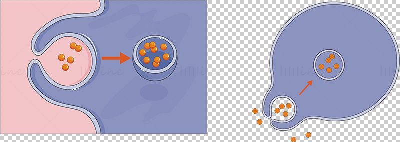 细胞吞噬作用矢量科研绘图