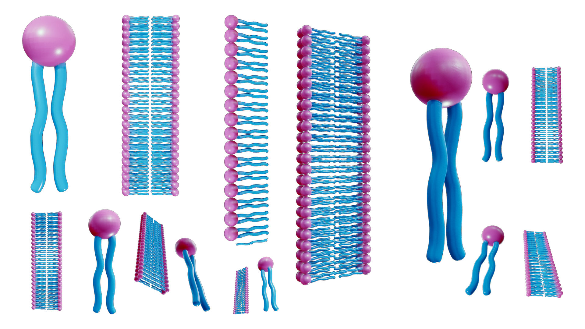 Phospholipid structure 3d model