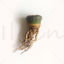 Photo of Cactus Frailea asterioides