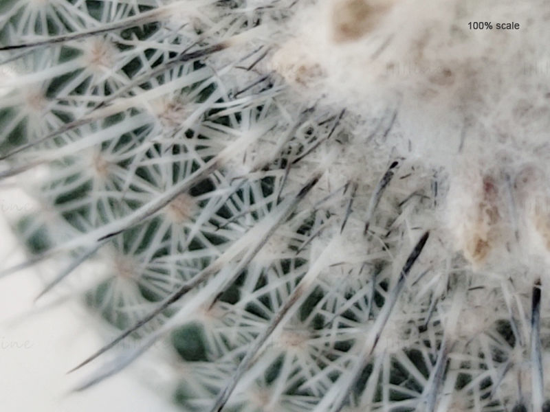Epithelantha micromeris unguispina'nın fotoğrafı