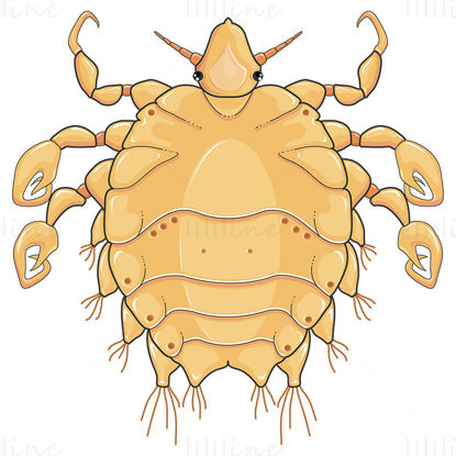 Phtirus inguinalis (Morpion) vector wetenschappelijke illustratie