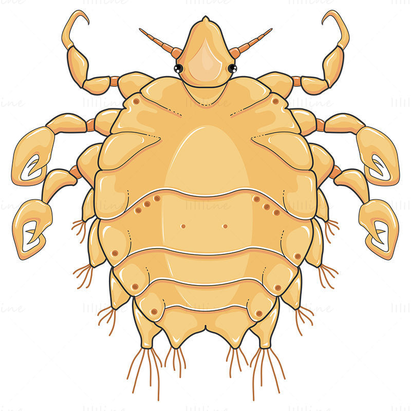 Phtirus inguinalis (Morpion) vector wetenschappelijke illustratie