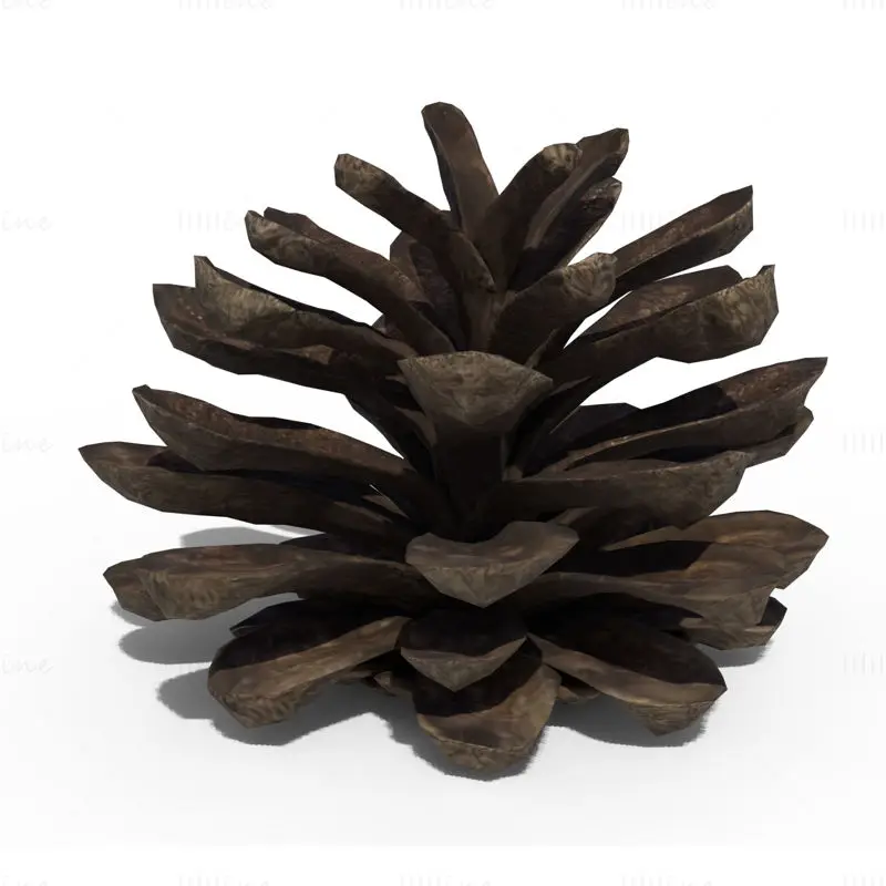 Pine Cone PBR 3D Model