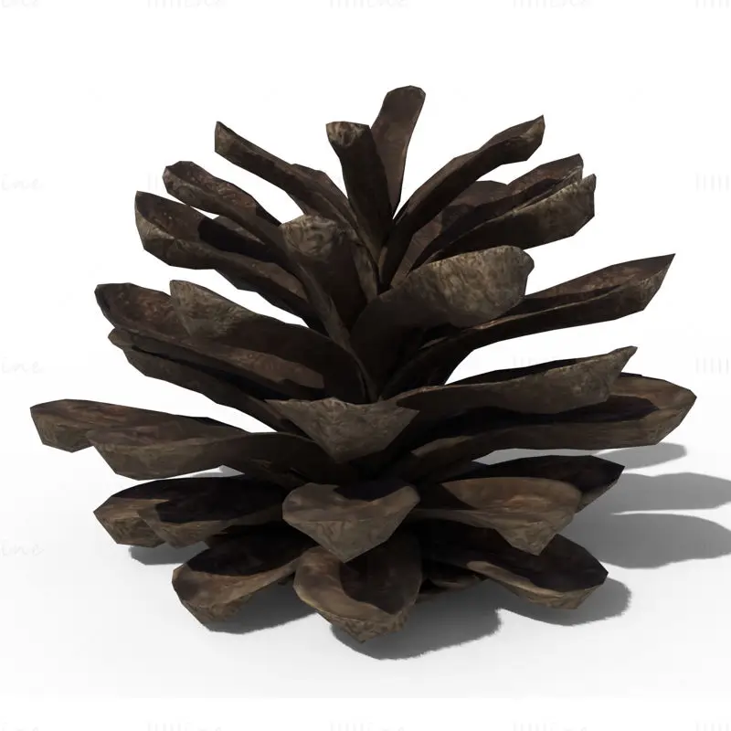 Pine Cone PBR 3D Model