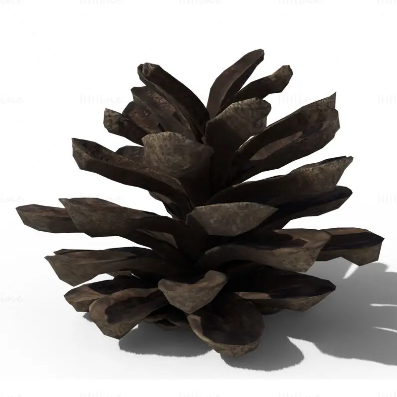 Pine Cone PBR 3D Model