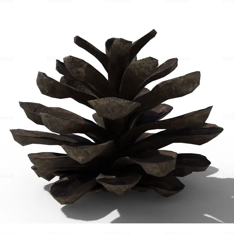 Pine Cone PBR 3D Model