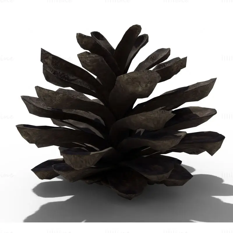 Pine Cone PBR 3D Model