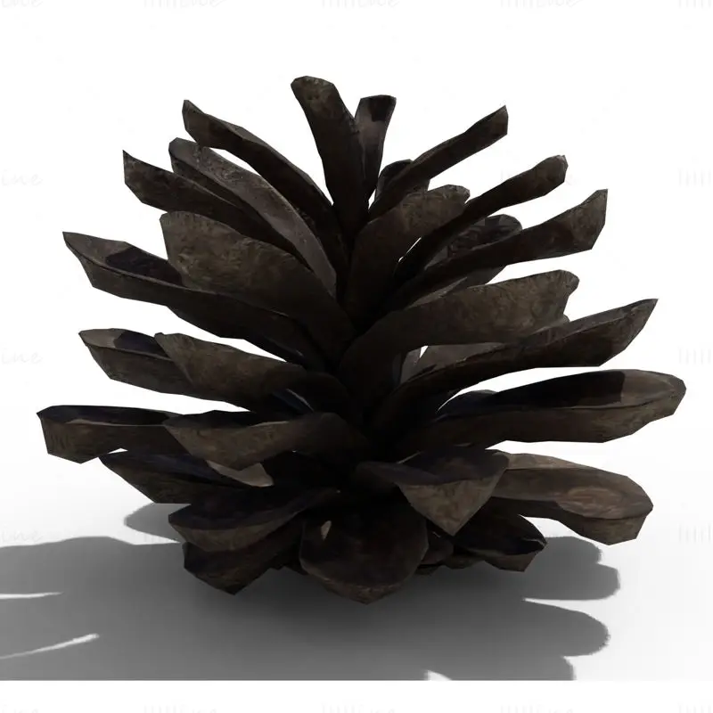 Pine Cone PBR 3D Model