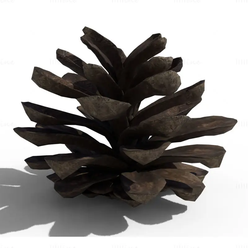 Pine Cone PBR 3D Model
