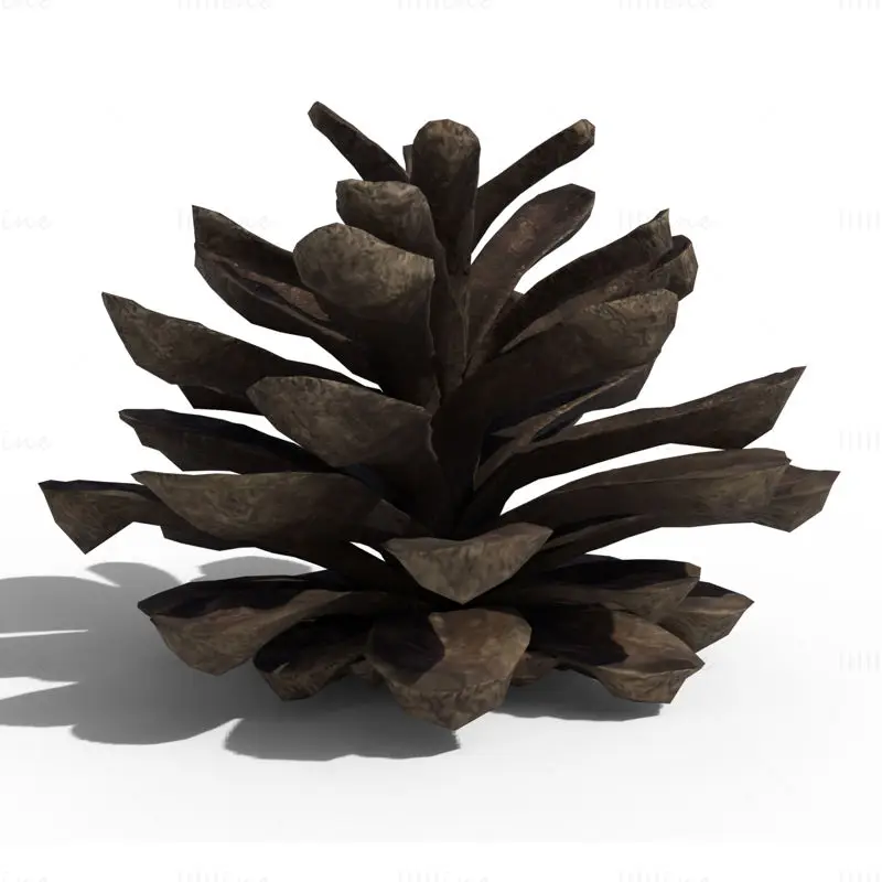 Pine Cone PBR 3D Model