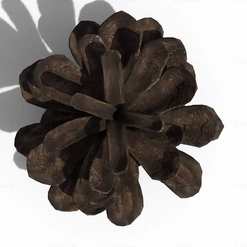 Pine Cone PBR 3D Model