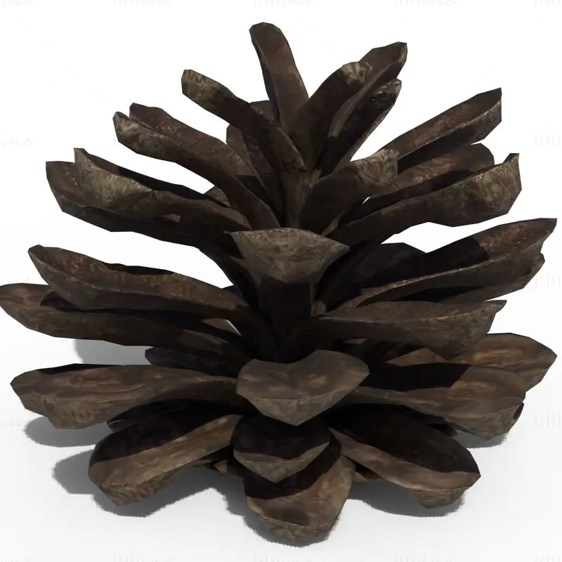 Pine Cone PBR 3D Model