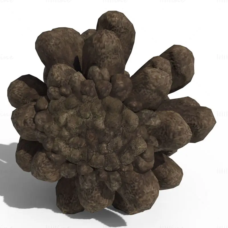 Pine Cone PBR 3D Model