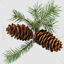 Pine cones with pine needles png