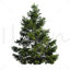 Pine tree plants png