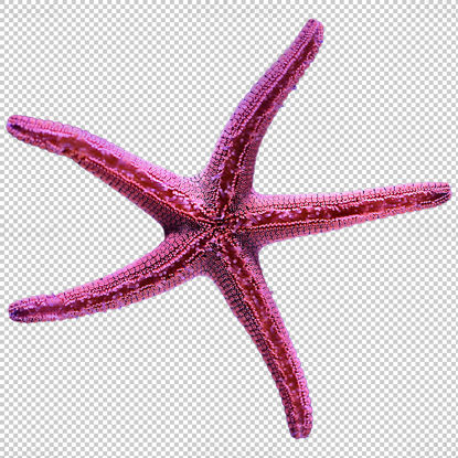 Vue de dessous d'étoile de mer rose png