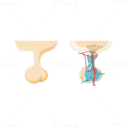 Pituitary Gland vector