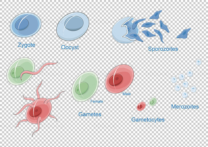 Plasmodium (paludismo) vector ilustração científica