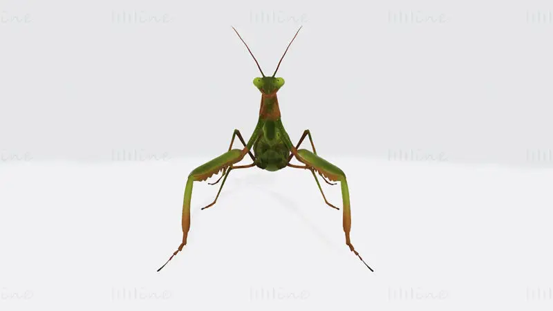 Praying Mantis Animal 3D Print Model