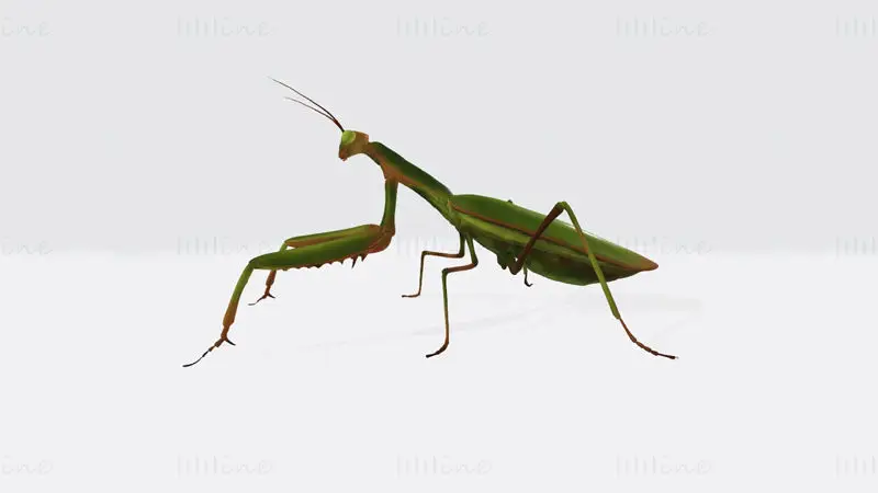 Praying Mantis Animal 3D Print Model