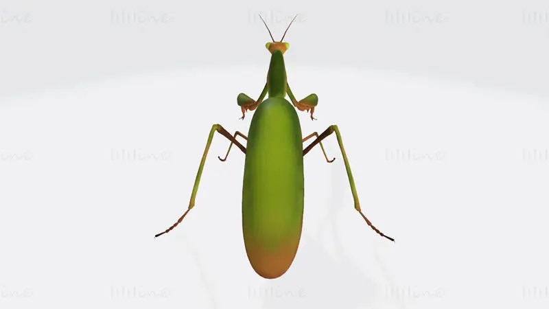 Praying Mantis Animal 3D Print Model