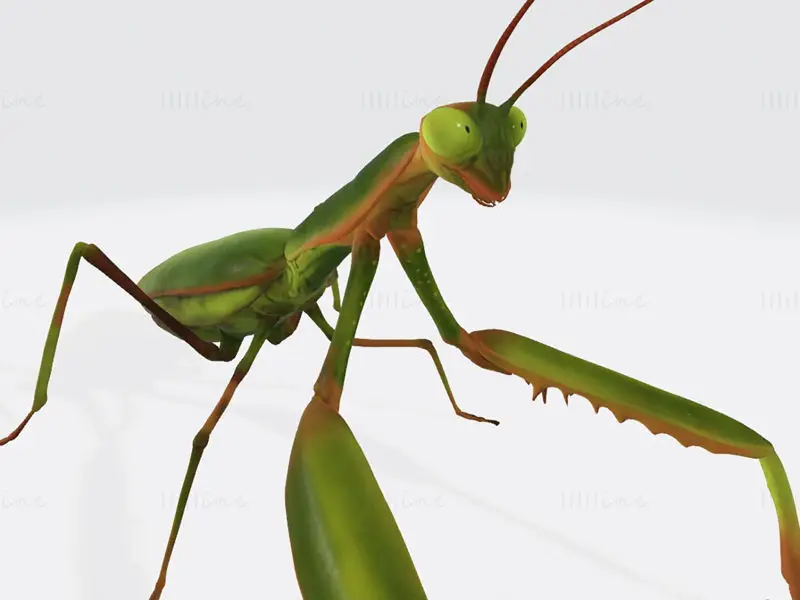 Praying Mantis Animal 3D Print Model