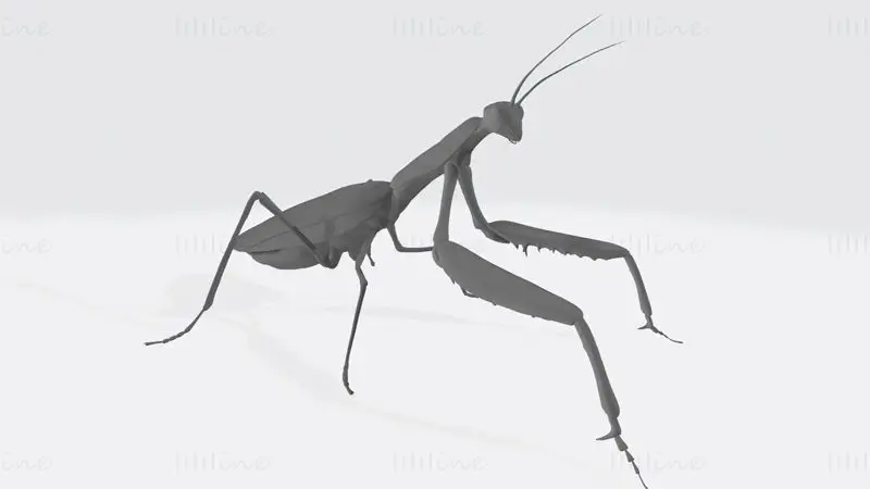 Praying Mantis Animal 3D Print Model